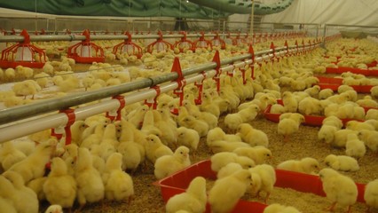 畜牧獸醫高職教育中的畜牧漁業飼料銷售 機遇、挑戰與人才培養路徑